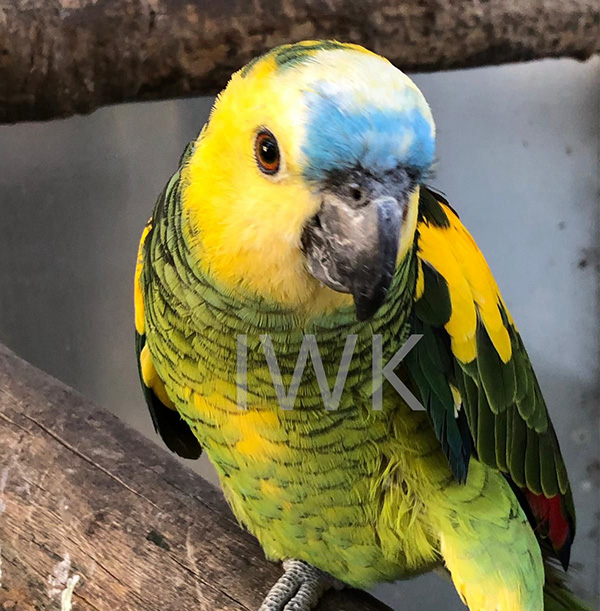 黄翼亚马逊（学名：Yellow-wing Parrot）